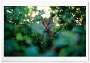 Cat Spy Ultra HD Wallpaper for 4K UHD Widescreen desktop, tablet & smartphone