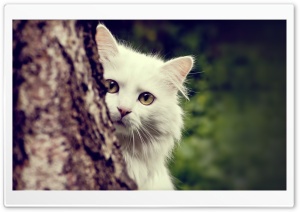 Cat Spying Ultra HD Wallpaper for 4K UHD Widescreen desktop, tablet & smartphone