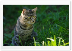 Cat Staring Ultra HD Wallpaper for 4K UHD Widescreen desktop, tablet & smartphone