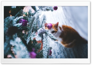 Cat under Christmas Tree Ultra HD Wallpaper for 4K UHD Widescreen desktop, tablet & smartphone