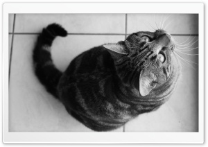 Cat Waiting For Food Ultra HD Wallpaper for 4K UHD Widescreen desktop, tablet & smartphone