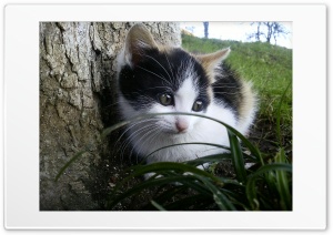 Cat wallpaper 4K UHD Wallpaper for Widescreen and UltraWide Desktop, UltraHD TV, Smartphone, Tablet