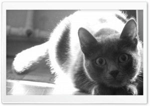 Cat with Big Eyes Ultra HD Wallpaper for 4K UHD Widescreen desktop, tablet & smartphone