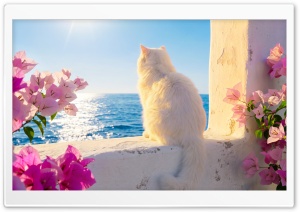 Cat with Mediterranean Sea View in Summer 4K UHD Wallpaper for Widescreen and UltraWide Desktop, UltraHD TV, Smartphone, Tablet