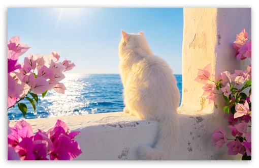 Cat with Mediterranean Sea View in Summer UltraHD Wallpaper for UHD 16:9 ; HD 16:9 ; UltraWide 21:9 24:10 ; Widescreen 16:10 ; Tablet 1:1 ; Mobile 9:16 9:19.5 9:20 9:21 9:22 ;