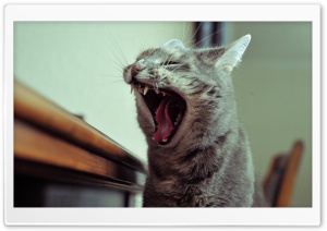 Cat Yawn Ultra HD Wallpaper for 4K UHD Widescreen desktop, tablet & smartphone