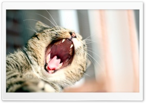 Cat Yawning Ultra HD Wallpaper for 4K UHD Widescreen desktop, tablet & smartphone