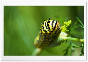 Caterpillar Ultra HD Wallpaper for 4K UHD Widescreen desktop, tablet & smartphone