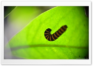 Caterpillar in a Leaf Ultra HD Wallpaper for 4K UHD Widescreen desktop, tablet & smartphone