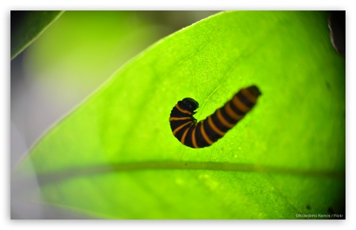 Caterpillar in a Leaf UltraHD Wallpaper for HD 16:9 ; Widescreen 16:10 5:3 ; Fullscreen 4:3 5:4 3:2 ; Tablet 1:1 ; Mobile 3:5 3:4 ;