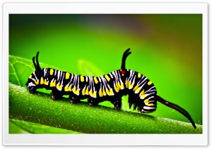 Caterpillar, Macro Ultra HD Wallpaper for 4K UHD Widescreen desktop, tablet & smartphone