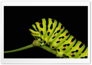 Caterpillar Walking Ultra HD Wallpaper for 4K UHD Widescreen desktop, tablet & smartphone