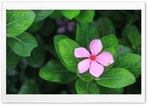 Catharanthus Ultra HD Wallpaper for 4K UHD Widescreen desktop, tablet & smartphone
