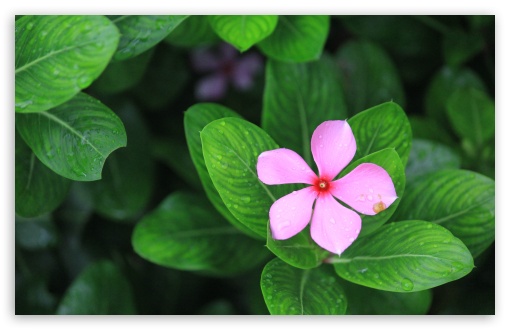 Catharanthus UltraHD Wallpaper for Wide 16:10 5:3 Widescreen WHXGA WQXGA WUXGA WXGA WGA ; UltraWide 21:9 24:10 ; 8K UHD TV 16:9 Ultra High Definition 2160p 1440p 1080p 900p 720p ; UHD 16:9 2160p 1440p 1080p 900p 720p ; Standard 4:3 5:4 3:2 Fullscreen UXGA XGA SVGA QSXGA SXGA DVGA HVGA HQVGA ( Apple PowerBook G4 iPhone 4 3G 3GS iPod Touch ) ; Smartphone 16:9 3:2 5:3 2160p 1440p 1080p 900p 720p DVGA HVGA HQVGA ( Apple PowerBook G4 iPhone 4 3G 3GS iPod Touch ) WGA ; Tablet 1:1 ; iPad 1/2/Mini ; Mobile 4:3 5:3 3:2 16:9 5:4 - UXGA XGA SVGA WGA DVGA HVGA HQVGA ( Apple PowerBook G4 iPhone 4 3G 3GS iPod Touch ) 2160p 1440p 1080p 900p 720p QSXGA SXGA ;