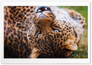 Cats Ultra HD Wallpaper for 4K UHD Widescreen desktop, tablet & smartphone