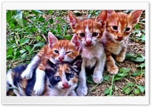 Cats 4K UHD Wallpaper for Widescreen and UltraWide Desktop, UltraHD TV, Smartphone, Tablet