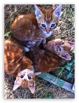 Cats UltraHD Wallpaper for Mobile 3:4 ;