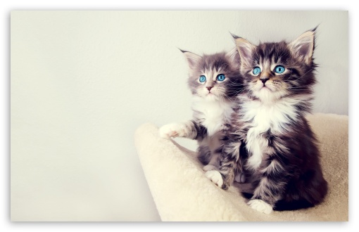 Cats UltraHD Wallpaper for Widescreen 16:10 ;
