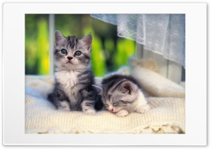 Cats 4K UHD Wallpaper for Widescreen and UltraWide Desktop, UltraHD TV, Smartphone, Tablet