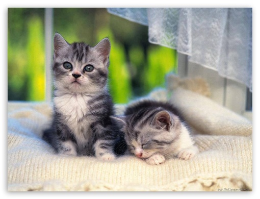 Cats UltraHD Wallpaper for Fullscreen 4:3 ;