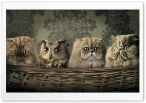 Cats And Owl Ultra HD Wallpaper for 4K UHD Widescreen desktop, tablet & smartphone