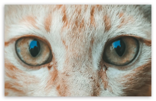 Cats Eye UltraHD Wallpaper for Wide 16:10 Widescreen WHXGA WQXGA WUXGA WXGA ;