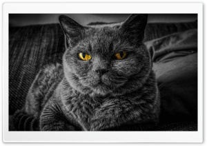 Cats Eyes Relax Ultra HD Wallpaper for 4K UHD Widescreen desktop, tablet & smartphone