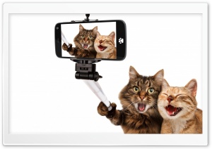 Cats Humor Ultra HD Wallpaper for 4K UHD Widescreen desktop, tablet & smartphone