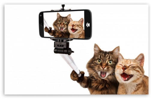 Cats Humor UltraHD Wallpaper for Wide 16:10 5:3 Widescreen WHXGA WQXGA WUXGA WXGA WGA ; 8K UHD TV 16:9 Ultra High Definition 2160p 1440p 1080p 900p 720p ; Standard 4:3 5:4 3:2 Fullscreen UXGA XGA SVGA QSXGA SXGA DVGA HVGA HQVGA ( Apple PowerBook G4 iPhone 4 3G 3GS iPod Touch ) ; iPad 1/2/Mini ; Mobile 4:3 5:3 3:2 16:9 5:4 - UXGA XGA SVGA WGA DVGA HVGA HQVGA ( Apple PowerBook G4 iPhone 4 3G 3GS iPod Touch ) 2160p 1440p 1080p 900p 720p QSXGA SXGA ;