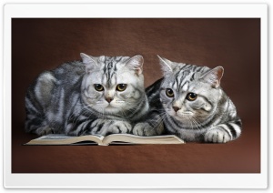 Cats On Book Ultra HD Wallpaper for 4K UHD Widescreen desktop, tablet & smartphone