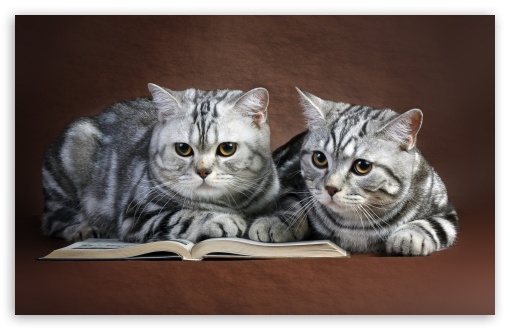 Cats On Book UltraHD Wallpaper for 8K UHD TV 16:9 Ultra High Definition 2160p 1440p 1080p 900p 720p ; Widescreen 16:10 5:3 WHXGA WQXGA WUXGA WXGA WGA ; Fullscreen 4:3 5:4 3:2 UXGA XGA SVGA QSXGA SXGA DVGA HVGA HQVGA ( Apple PowerBook G4 iPhone 4 3G 3GS iPod Touch ) ; Tablet 1:1 ; Dual 4:3 5:4 UXGA XGA SVGA QSXGA SXGA ;