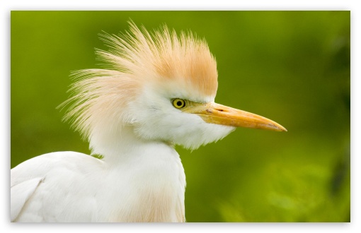 Cattle Egret Florida UltraHD Wallpaper for HD 16:9 ; Widescreen 16:10 5:3 ; Fullscreen 4:3 5:4 3:2 ;