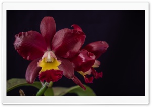 Cattleya Chocolate Drop x Cattleya Landate Orchids Flowers Ultra HD Wallpaper for 4K UHD Widescreen desktop, tablet & smartphone