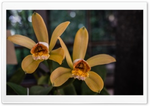 Cattleya Forbesii Orchids Flowers Ultra HD Wallpaper for 4K UHD Widescreen desktop, tablet & smartphone