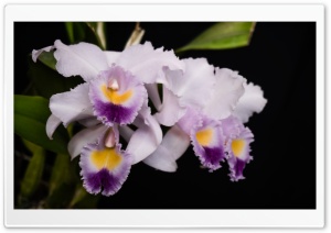 Cattleya Gaskelliana Coerulea Orchids Flowers Ultra HD Wallpaper for 4K UHD Widescreen desktop, tablet & smartphone