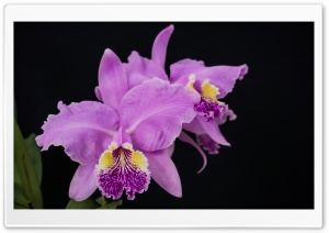 Cattleya Lueddemanniana Orchids Flowers Ultra HD Wallpaper for 4K UHD Widescreen desktop, tablet & smartphone