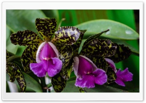 Cattleya Peckhaviensis Orchids Flowers Ultra HD Wallpaper for 4K UHD Widescreen desktop, tablet & smartphone