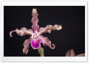 Cattleya Schilleriana x Schomburgkia Lyonsii Orchid Flower Ultra HD Wallpaper for 4K UHD Widescreen desktop, tablet & smartphone