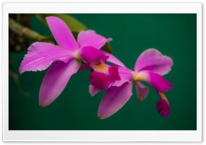Cattleya Violacea Orchids Flowers Ultra HD Wallpaper for 4K UHD Widescreen desktop, tablet & smartphone