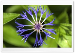Centaurea Montana Flower Ultra HD Wallpaper for 4K UHD Widescreen desktop, tablet & smartphone