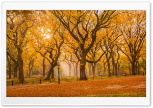 Central Park Fall Foliage Ultra HD Wallpaper for 4K UHD Widescreen desktop, tablet & smartphone