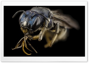Ceratina Bee Insect Ultra HD Wallpaper for 4K UHD Widescreen desktop, tablet & smartphone