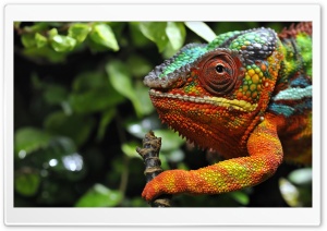 Chameleon Changing Color Macro Ultra HD Wallpaper for 4K UHD Widescreen desktop, tablet & smartphone