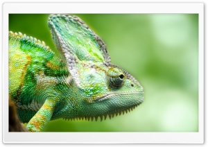 Chameleon Forest Lizard Ultra HD Wallpaper for 4K UHD Widescreen desktop, tablet & smartphone