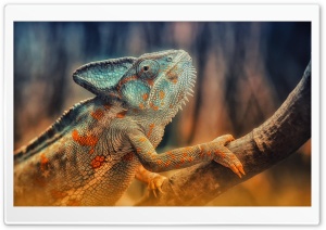 Chameleon Reptile Branch Ultra HD Wallpaper for 4K UHD Widescreen desktop, tablet & smartphone