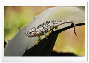 Chameleon Samburu Game Reserve Kenya Ultra HD Wallpaper for 4K UHD Widescreen desktop, tablet & smartphone