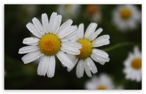 Chamomile UltraHD Wallpaper for Wide 16:10 5:3 Widescreen WHXGA WQXGA WUXGA WXGA WGA ; 8K UHD TV 16:9 Ultra High Definition 2160p 1440p 1080p 900p 720p ; UHD 16:9 2160p 1440p 1080p 900p 720p ; Standard 4:3 5:4 3:2 Fullscreen UXGA XGA SVGA QSXGA SXGA DVGA HVGA HQVGA ( Apple PowerBook G4 iPhone 4 3G 3GS iPod Touch ) ; Tablet 1:1 ; iPad 1/2/Mini ; Mobile 4:3 5:3 3:2 16:9 5:4 - UXGA XGA SVGA WGA DVGA HVGA HQVGA ( Apple PowerBook G4 iPhone 4 3G 3GS iPod Touch ) 2160p 1440p 1080p 900p 720p QSXGA SXGA ;