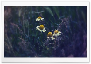 Chamomile Ultra HD Wallpaper for 4K UHD Widescreen desktop, tablet & smartphone