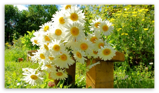 Chamomile Bouquet UltraHD Wallpaper for 8K UHD TV 16:9 Ultra High Definition 2160p 1440p 1080p 900p 720p ;