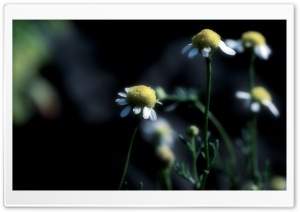 Chamomile Dark Ultra HD Wallpaper for 4K UHD Widescreen desktop, tablet & smartphone